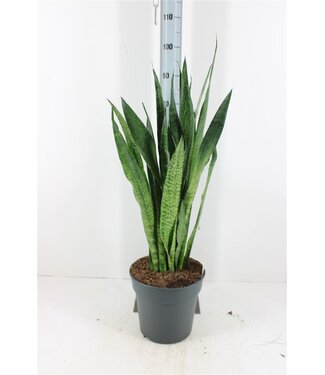 ME Sansevieria Zeylanica | Topfgröße 27 | Einzeln