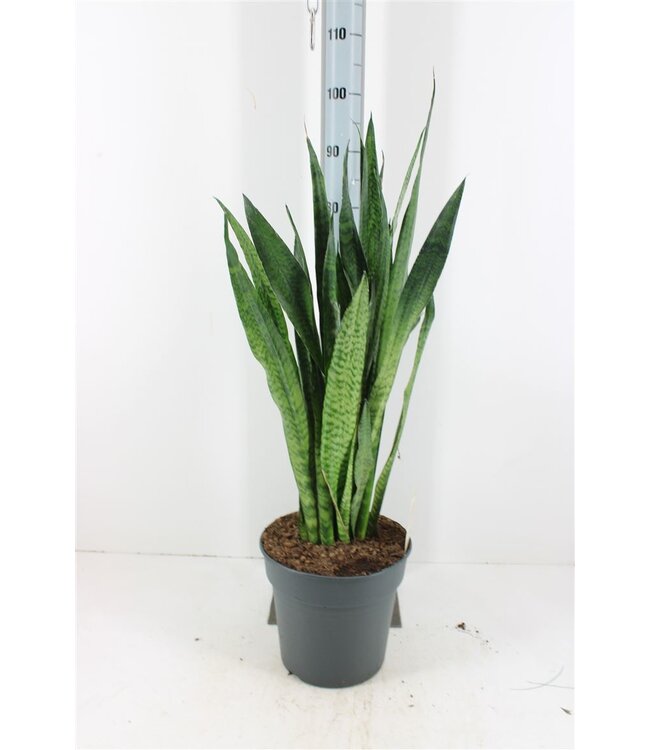 Sansevieria Zeylanica | Potmaat 27 | Per stuk