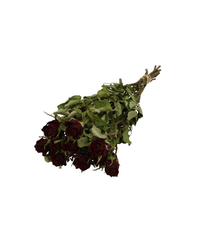 Bordeauxrode gedroogde rozen | Rozen droogbloemen | 10 rozen per bos | Lengte 40 centimeter | Per bos te bestellen