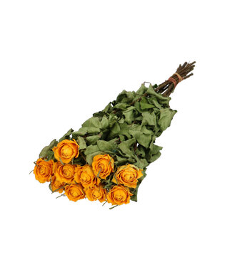 4A Yellow dried roses | Roses dried flowers | 10 roses per bunch | Length 50 centimetres | Per bunch