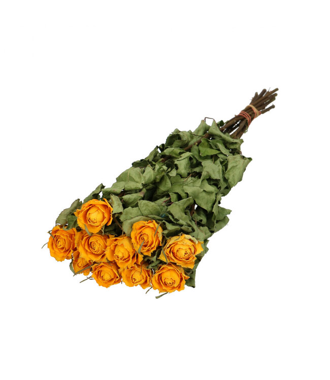 Gele gedroogde rozen | Rozen droogbloemen | 10 rozen per bos | Lengte 50 centimeter | Per bos te bestellen