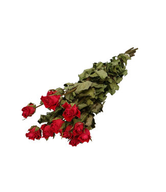 4A Roses séchées orange | Fleurs séchées roses | 10 roses par botte | Longueur 50 centimètres | Par botte