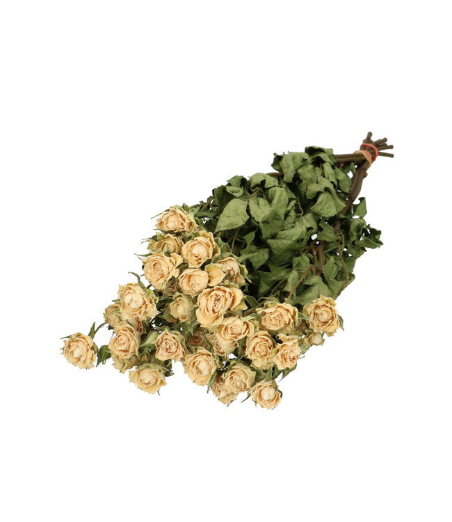 Witte gedroogde trosrozen | Rozen droogbloemen | 10 rozen per bos | Lengte 50 centimeter | Per bos te bestellen