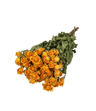 4A Roses séchées en spray jaune | Fleurs séchées en spray | 10 roses par botte | Longueur 50 centimètres | Par botte