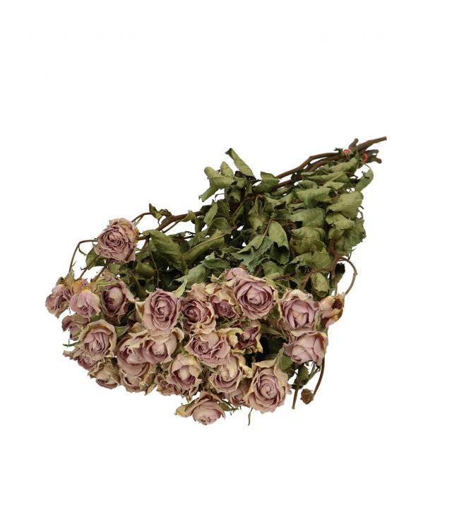 Lavender coloured dried spray roses | Roses dried flowers | 10 roses per bunch | Length 50 centimetres | Order per bunch