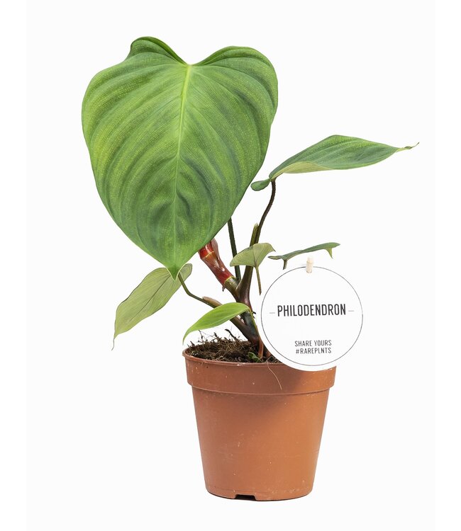 Philodendron Fuzzy Petiole | Per 6 pieces