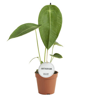 ME Anthurium Peltigerum | Per 6 stuks