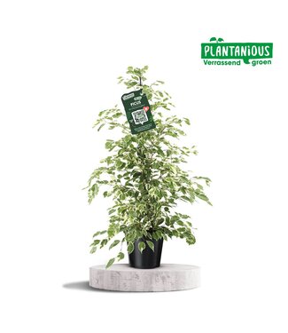 ME Ficus Benjamina Twilight | Topfgröße 21 | Pro Stück