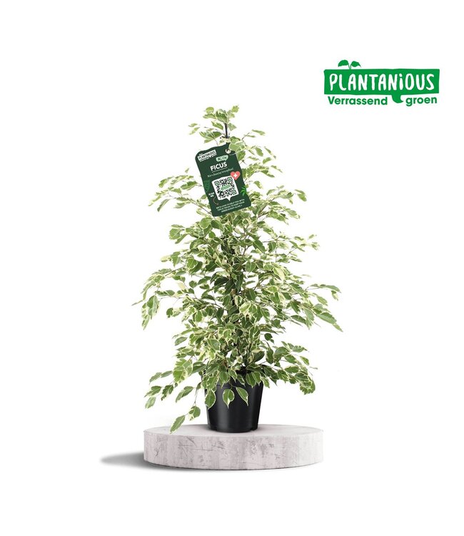 Ficus Benjamina Twilight | Topfgröße 21 | Pro Stück