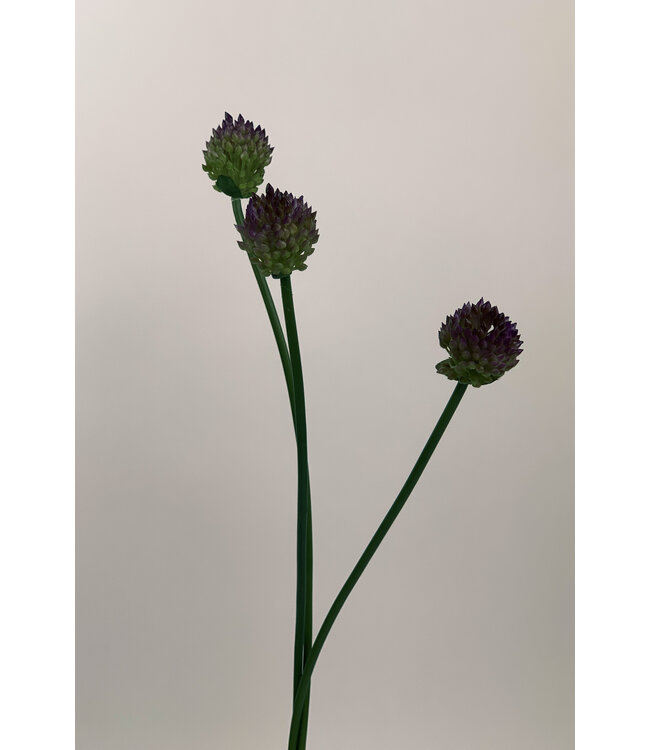 Paarse Allium zijden bloem | Lengte 66 centimeter | Per stuk te bestellen