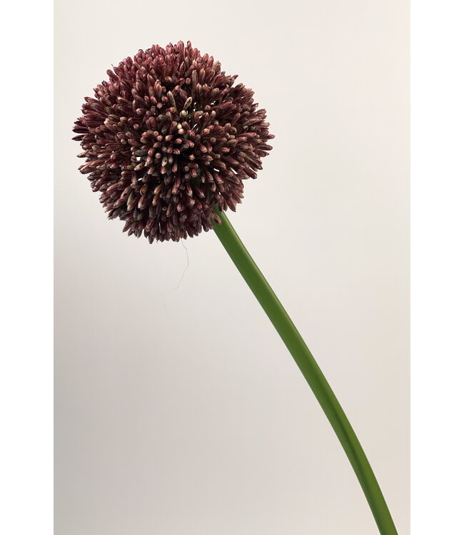 Paarse Allium zijden bloem | Lengte 60 centimeter | Per stuk te bestellen