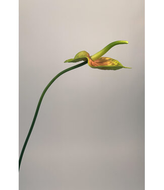 Silk Flowers by JJ anthurium | groen/geel | 68 centimeter | Per stuk