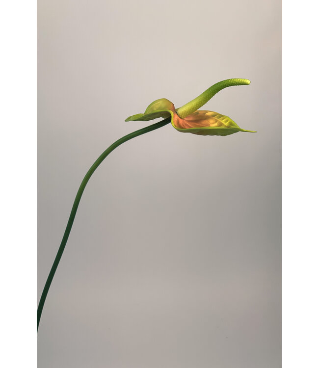 Grün-gelbe Anthurium-Seidenblume | Länge 68 cm | Stückbestellung