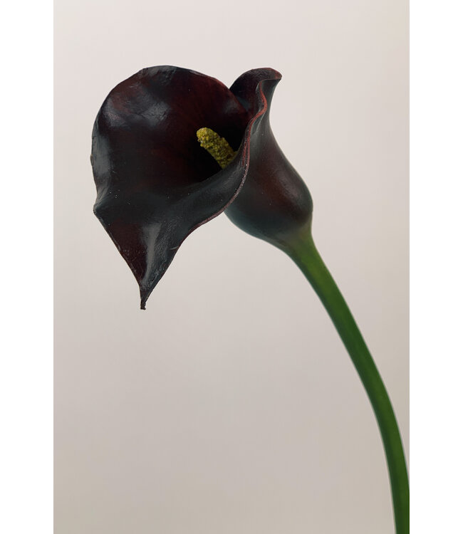 calla | bordeaux | 75 centimeter | Per stuk te bestellen