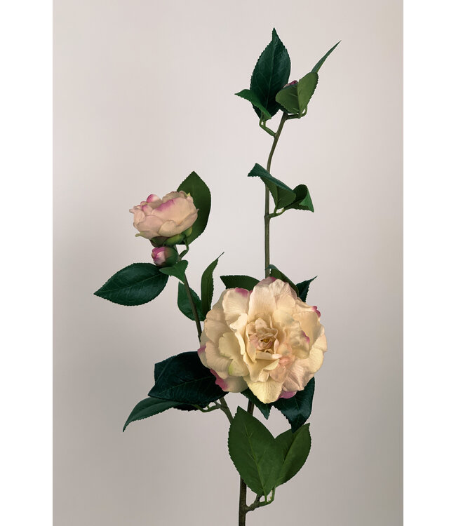 camelia | roze | 85 centimeter | Per stuk te bestellen