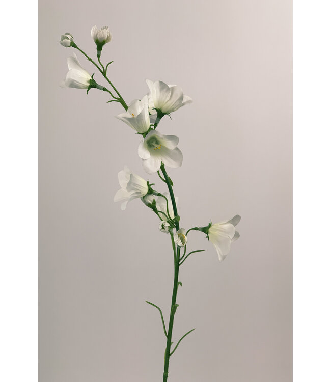 campanula | wit | 66 centimeter | Per stuk te bestellen