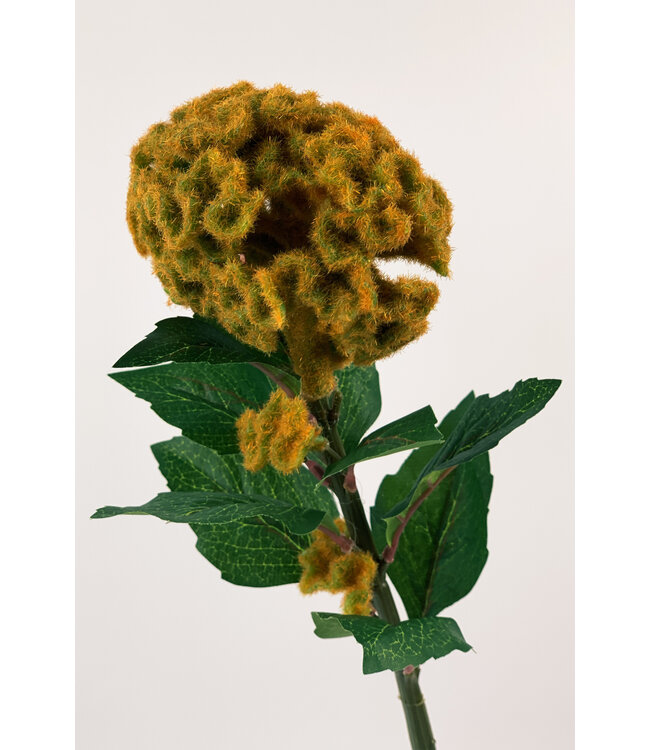 celosia | geel | 67 centimeter | Per stuk te bestellen