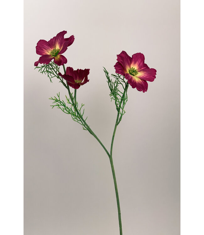 cosmea | roze | 65 centimeter | Per stuk te bestellen