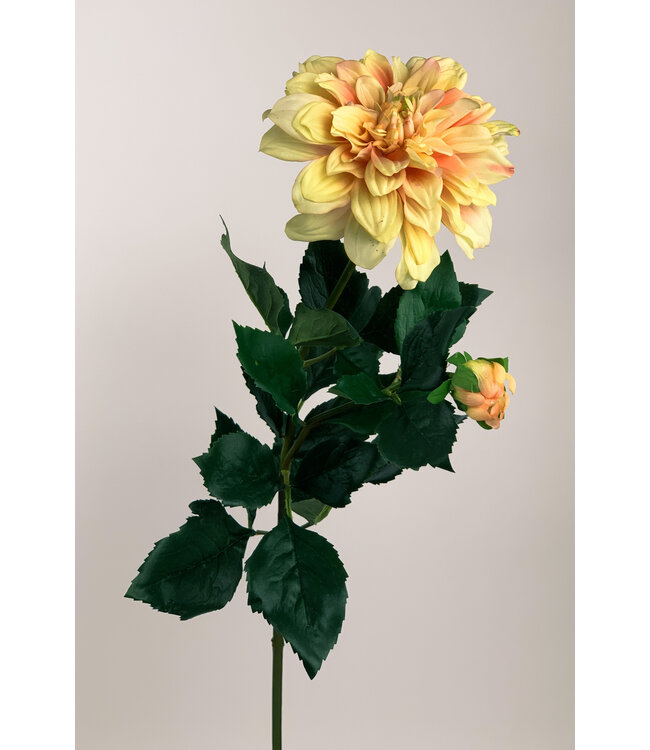 dahlia | geel/pink | 90 centimeter | Per stuk te bestellen