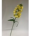 fritillaria | geel | 69 centimeter | Per stuk te bestellen