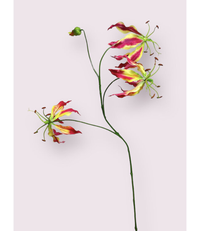 Fuchsiafarbene Gloriosa-Seidenblume | Länge 80 Zentimeter | Stückbestellung