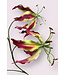 gloriosa | fuchsia | 80 centimeter | Per stuk te bestellen