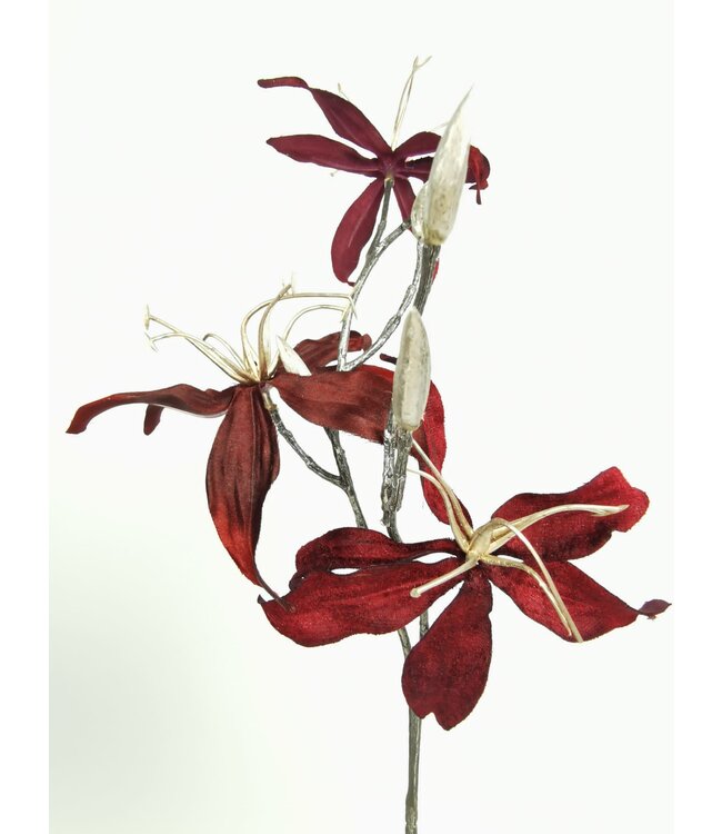 gloriosa | bordeaux/zilvergoud | 68 centimeter | Per stuk te bestellen