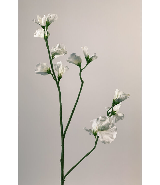 lathyrus | wit | 64 centimeter | Per stuk te bestellen