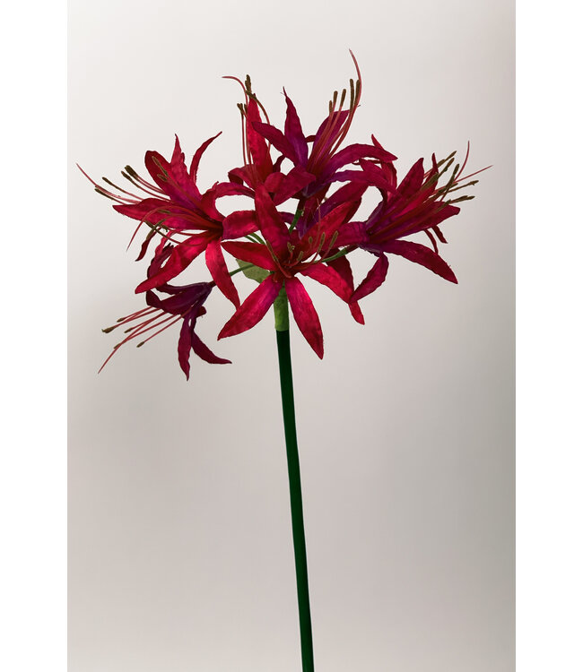 nerine | roze | 67 centimeter | Per stuk te bestellen