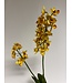 orchidee | geel | 52 centimeter | Per stuk te bestellen