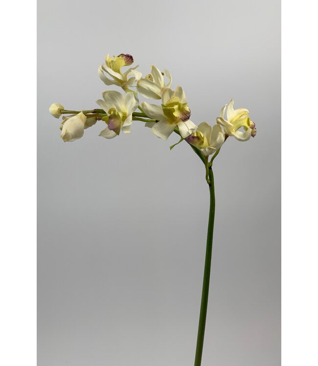 orchidee | cream | 85 centimeter | Per stuk te bestellen