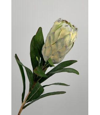 Silk Flowers by JJ protea | cream | 75 centimeter | Per stuk