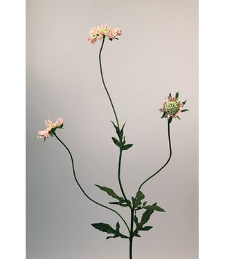 Silk Flowers by JJ scabiosa | roze | 80 centimeter | Per stuk