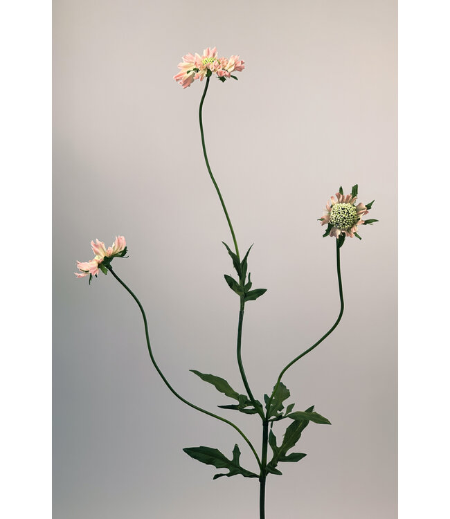 scabiosa | roze | 80 centimeter | Per stuk te bestellen