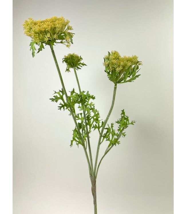 daucus | geel | 80 centimeter | Per stuk te bestellen