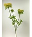 daucus | geel | 80 centimeter | Per stuk te bestellen