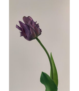 Silk Flowers by JJ parkiet tulp | paars | 40 centimeter | Per stuk