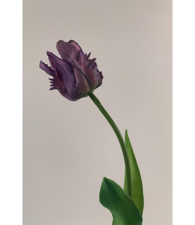 parkiet tulp | paars | 40 centimeter | Per stuk te bestellen