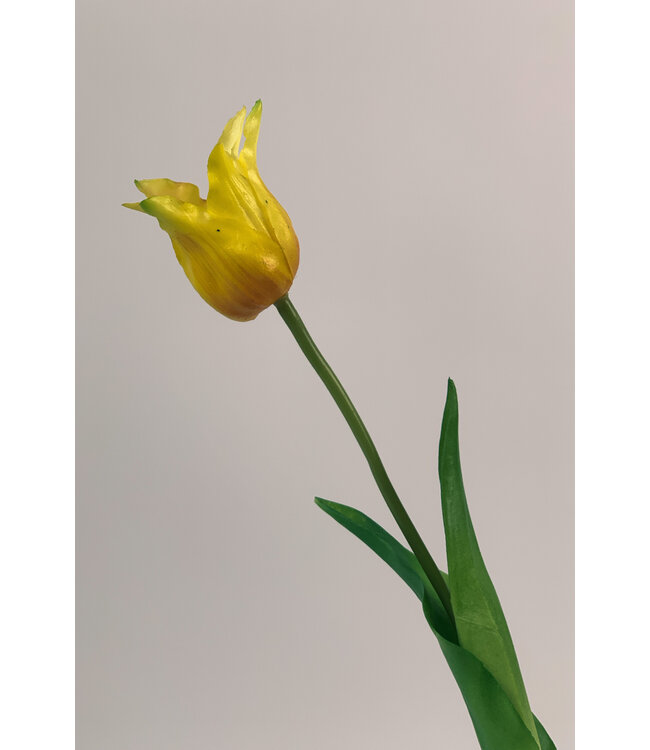 tulp | geel | 40 centimeter | Per stuk te bestellen