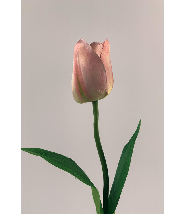 tulp | roze | 40 centimeter | Per stuk te bestellen