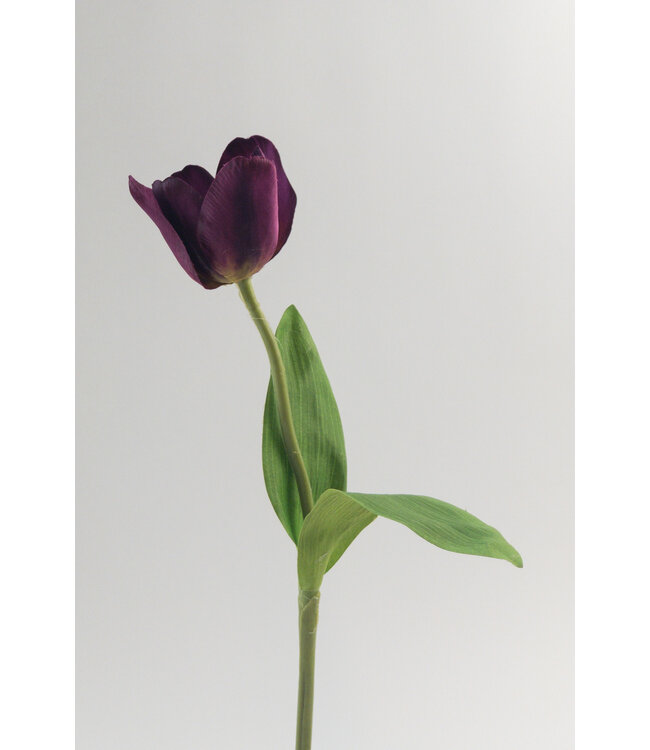 tulp | paars | 40 centimeter | Per stuk te bestellen