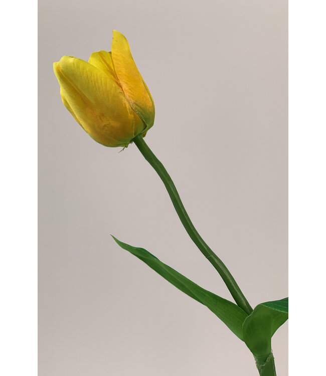 tulp | geel | 40 centimeter | Per stuk te bestellen