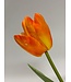 bos tulpen 5x | multi | 49 centimeter | Per stuk te bestellen