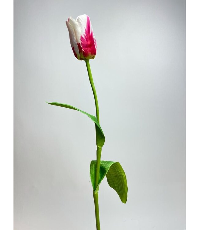 tulp | wit/fuchsia | 65 centimeter | Per stuk te bestellen