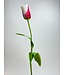 Fuchsiakleurige met wit tulp zijden bloem | Lengte 65 centimeter | Per stuk te bestellen