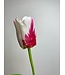 tulp | wit/fuchsia | 65 centimeter | Per stuk te bestellen