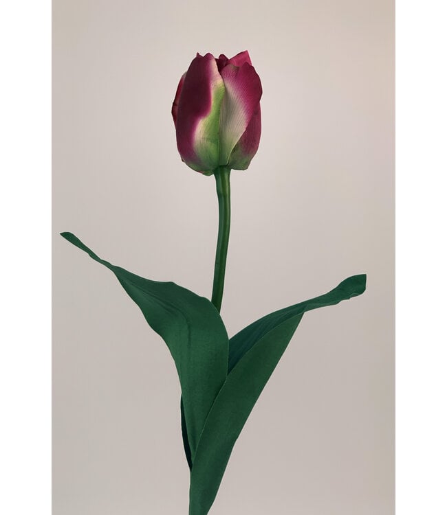 tulp | roze | 60 centimeter | Per stuk te bestellen