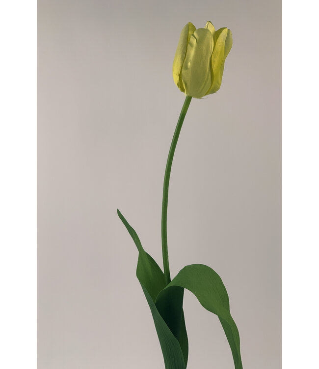 tulp | geel | 68 centimeter | Per stuk te bestellen