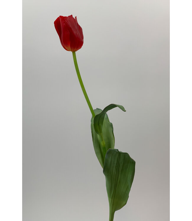 Rode tulp zijden bloem | Lengte 65 centimeter | Per stuk te bestellen