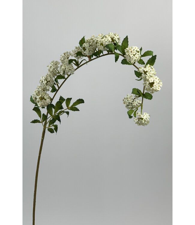 spirea | wit | 100 centimeter | Per stuk te bestellen